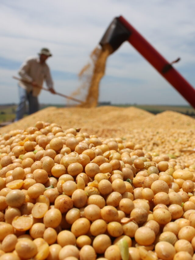 Crescimento da safra brasileira é impulsionado pela soja