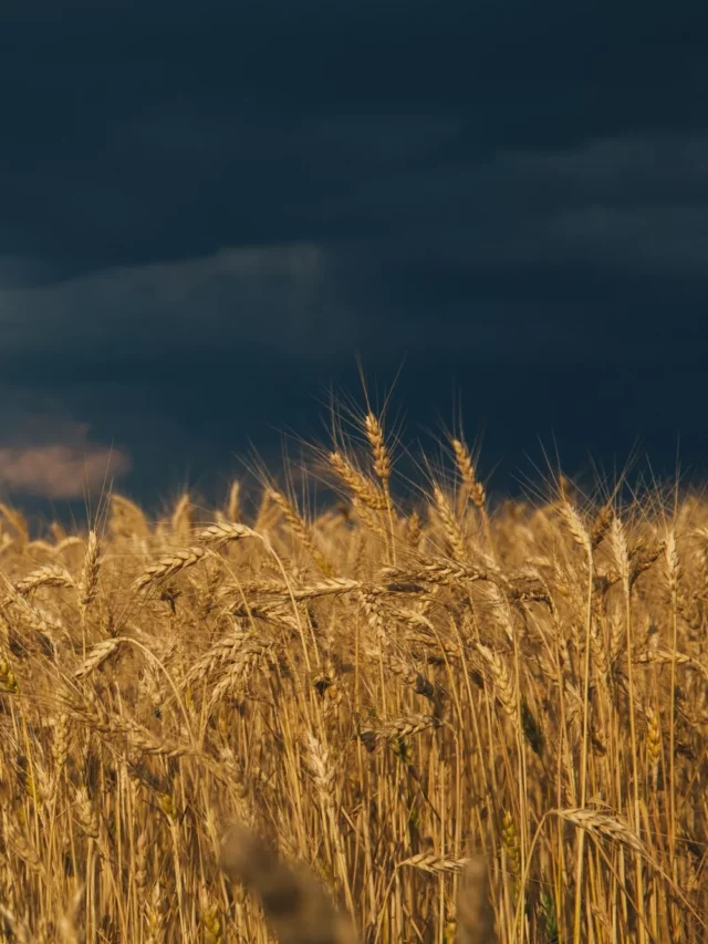 Semeadura do trigo foi afetada pelas chuvas abundantes.